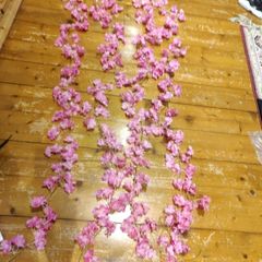cherry blossom flowers vine