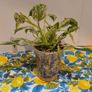 Philodendron Emerald Queen Image 5