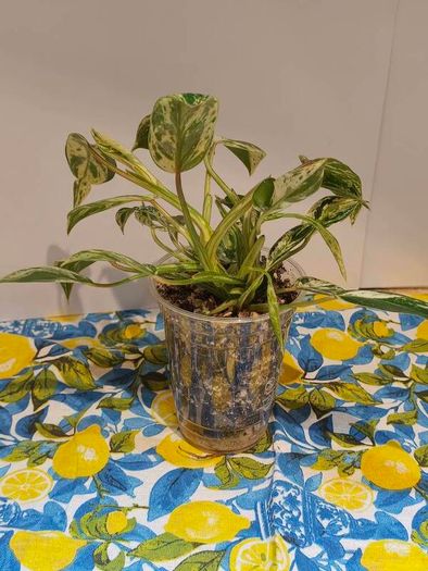 Philodendron Emerald Queen