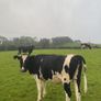 Incalf friesan heifers Image 3