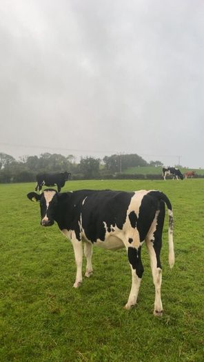 Incalf friesan heifers