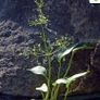 plants Image 3