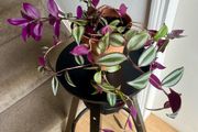tradescantia zebrina