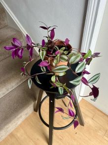tradescantia zebrina