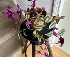 tradescantia zebrina