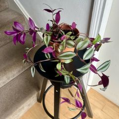 tradescantia zebrina
