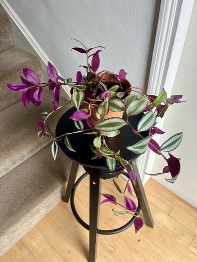 tradescantia zebrina