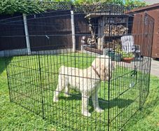 Puppy Pen / Animal Pen