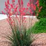 Red Yucca. Hesperaloe Parviflora. seeds Image 3