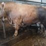 Livestock Image 6