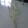 Gold Spray Leaves x 2 for Sale Image 3