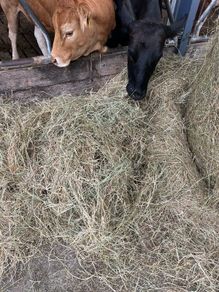 Hay