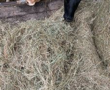 Hay