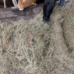Hay