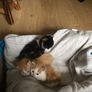 1 month old kittens Image 2