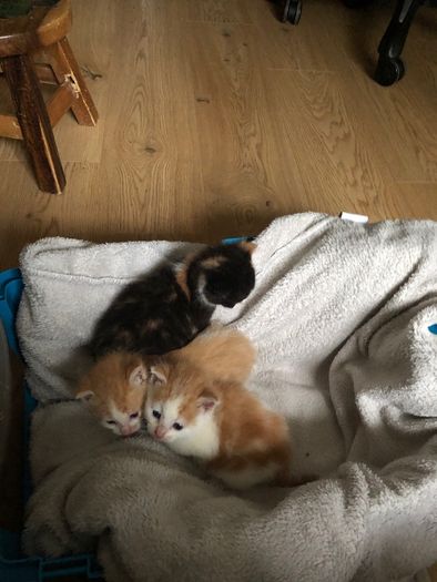 1 month old kittens