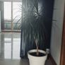 Plant Image 2