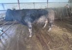 Springing Cows