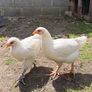 Pet quality roosters and hen Image 6