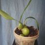 Orchids species Image 2