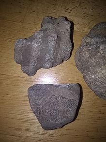 fossils - potentially hundreds of millions of years old
