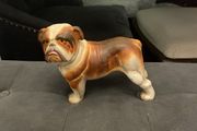 english buldog