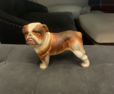 english buldog