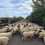 Ewe Hoggets for sale Image 6
