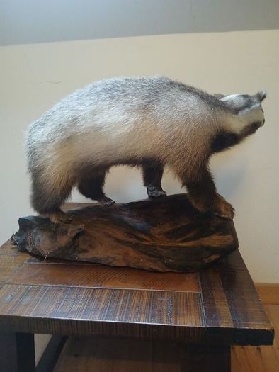 taxidermy