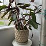 Indoor plant Image 2
