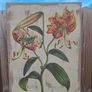 Beautiful Set of 3 Vintage Botanical Canvas Prints by Wild Apple Portfolio Image 5