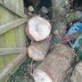 Oak  Logs Image 2