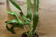 Cactus plant