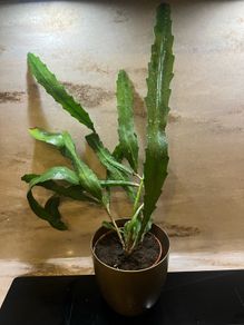 Cactus plant
