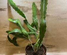 Cactus plant