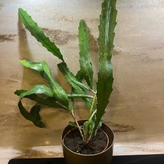 Cactus plant