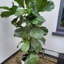 Ficus Lyrata planters x 2 Image 3