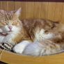 Cat Scratching Pad and sleeping bed Image 3
