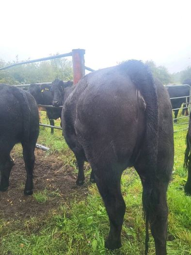 Organic  Cattle  Heifers
