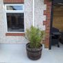 whiskey barrel planters Image 3