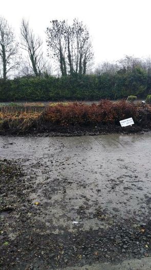 Native Whitethorn Hedging from 60 cents