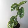 Monstera Adansonii Mint Plant Image 2