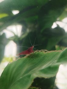 small shrimps for aquariums