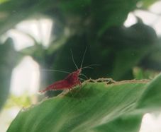 small shrimps for aquariums