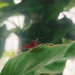 small shrimps for aquariums