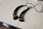 Buffalo horns
