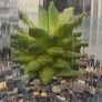 indoor plant with glass  pot Image 5