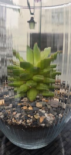 indoor plant with glass  pot