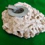 Vintage Fossilised Coral  Ashtray Image 6