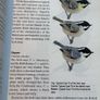 Pocket Guide to the Common Birds of Ireland Image 6